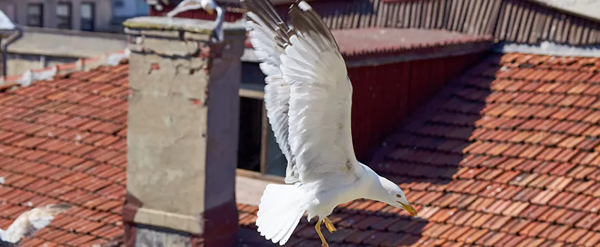Residential Chimney Animal Removal Solution in Howard, WI